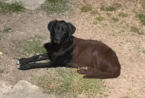 Alerta de Hallazgo Perro Hembra Urzy Francia