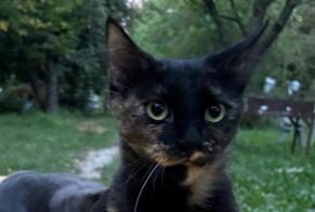 Alerta de Desaparición Gato Hembra, 2 años Châteaurenard Francia