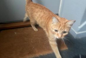 Alerta de Hallazgo Gato Desconocido Lille Francia
