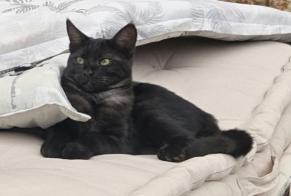 Alerta de Desaparición Gato cruce Hembra, 0 años Draguignan Francia