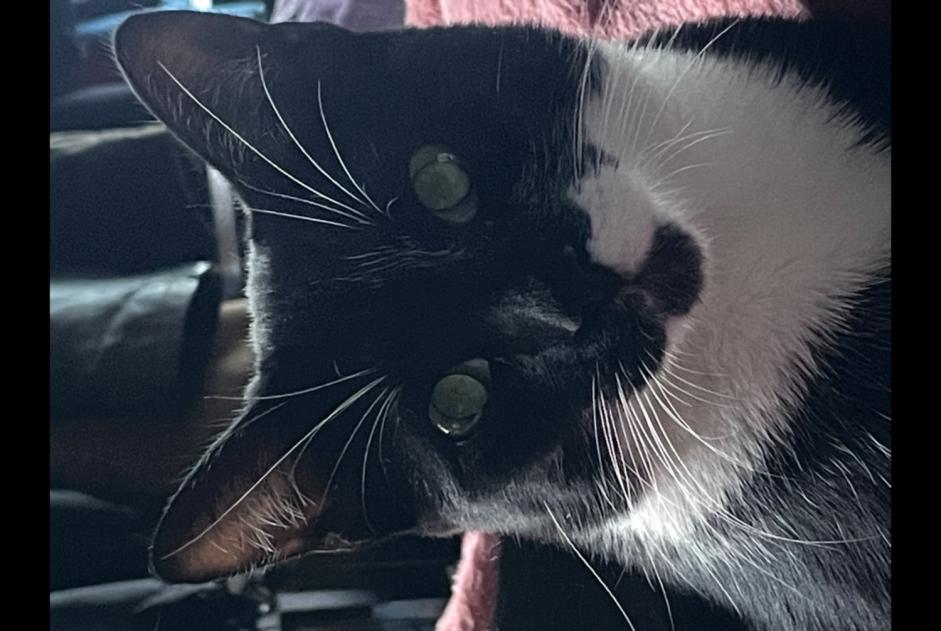 Alerta de Desaparición Gato  Hembra , 1 años Limas Francia
