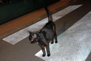Alerta de Hallazgo Gato Desconocido Nevers Francia