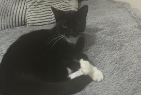 Alerta de Desaparición Gato Hembra, 2 años Romanswiller Francia