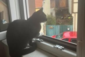 Alerta de Desaparición Gato Hembra, 2 años Romanswiller Francia
