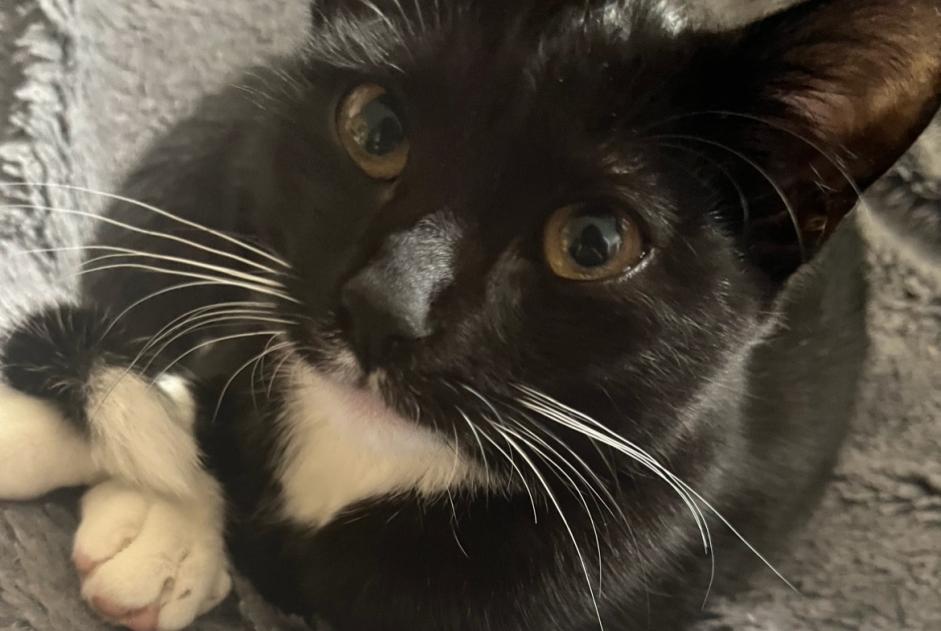 Alerta de Desaparición Gato Hembra , 2 años Romanswiller Francia