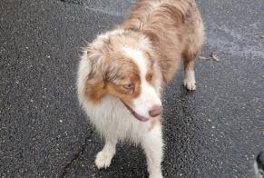 Alerta de Hallazgo Perro Macho Mées Francia