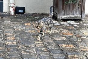 Alerta de Hallazgo Gato Macho Paris Francia