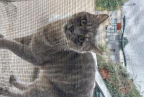 Alerta de Hallazgo Gato Hembra Auchay-sur-Vendée Francia
