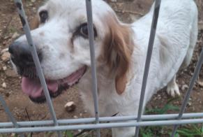 Alerta de Hallazgo Perro Hembra, 12 años Saint-Bauzille-de-Putois Francia