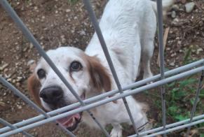 Alerta de Hallazgo Perro Hembra, 12 años Saint-Bauzille-de-Putois Francia