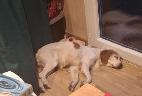 Alerta de Hallazgo Perro Hembra, 12 años Saint-Bauzille-de-Putois Francia