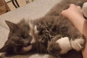 Alerta de Desaparición Gato Macho, 5 años Champhol Francia