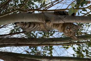 Alerta de Desaparición Gato cruce Macho, 2 años Saint-Alban Francia