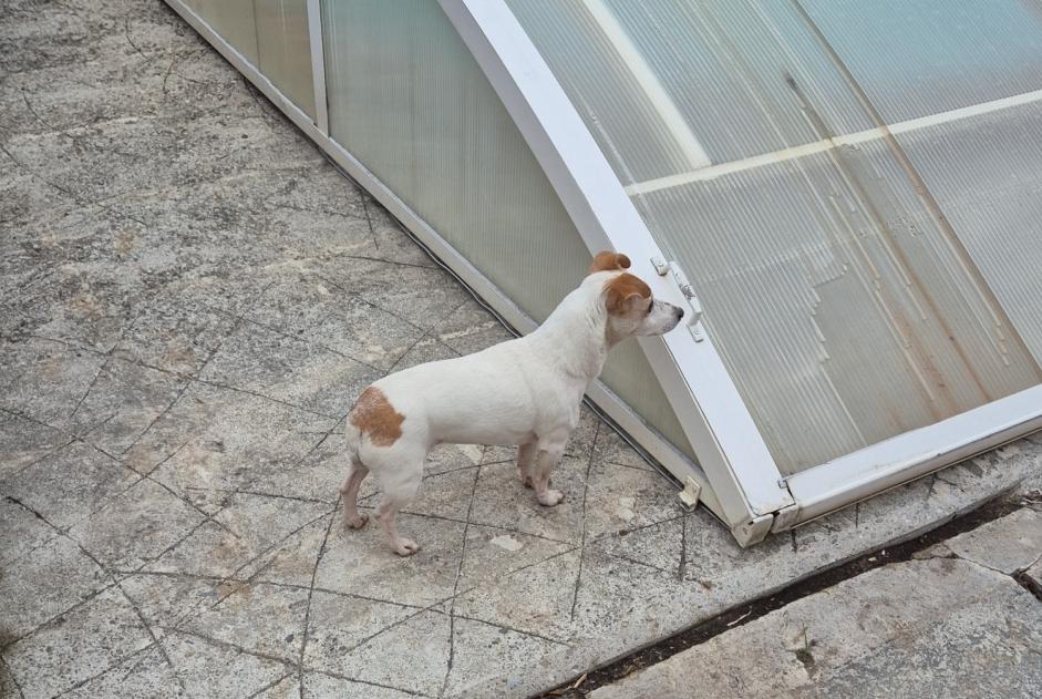 Alerta de Hallazgo Perro  Hembra Grépiac Francia