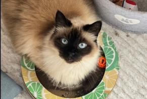 Alerta de Desaparición Gato cruce Hembra, 14 años Marseille Francia