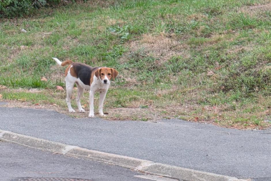 Alerta de Hallazgo Perro Hembra Parigné-l'Évêque Francia