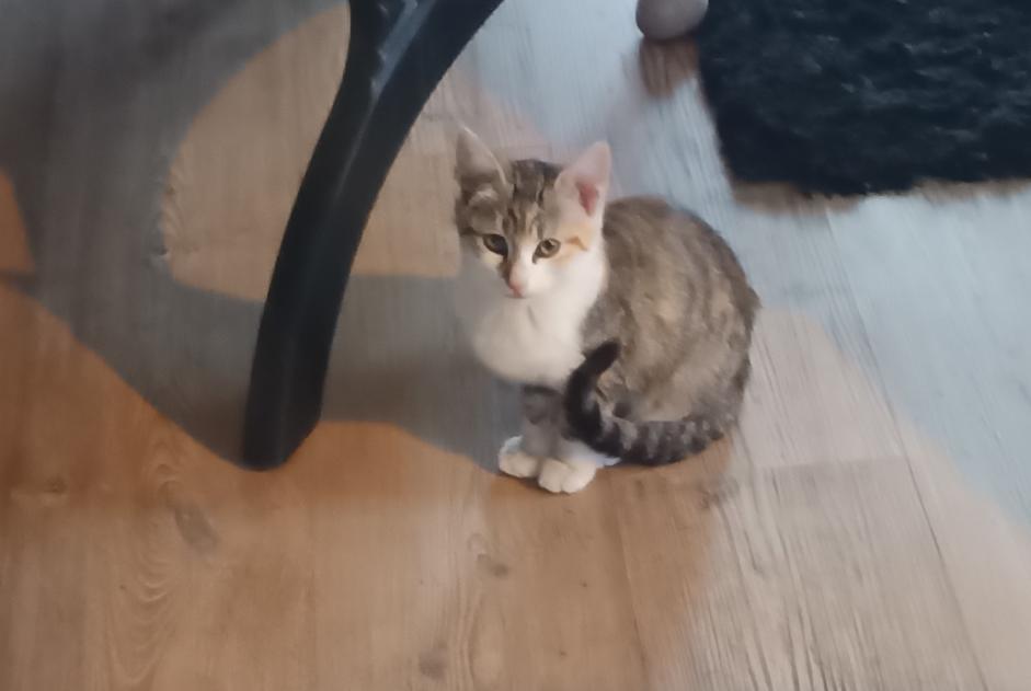 Alerta de Hallazgo Gato cruce Desconocido Montbeton Francia