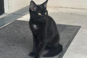 Alerta de Hallazgo Gato Macho Allonnes Francia