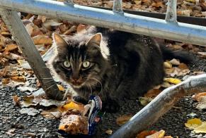 Alerta de Hallazgo Gato Desconocido Saint-Étienne Francia