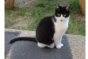 Alerta de Desaparición Gato Hembra, 7 años Castelginest Francia