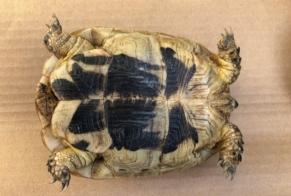 Alerta de Hallazgo Tortuga Desconocido Os-Marsillon Francia