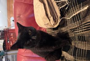 Alerta de Hallazgo Gato Hembra Brou Francia