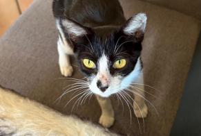 Alerta de Desaparición Gato Hembra, 2 años La Bridoire Francia