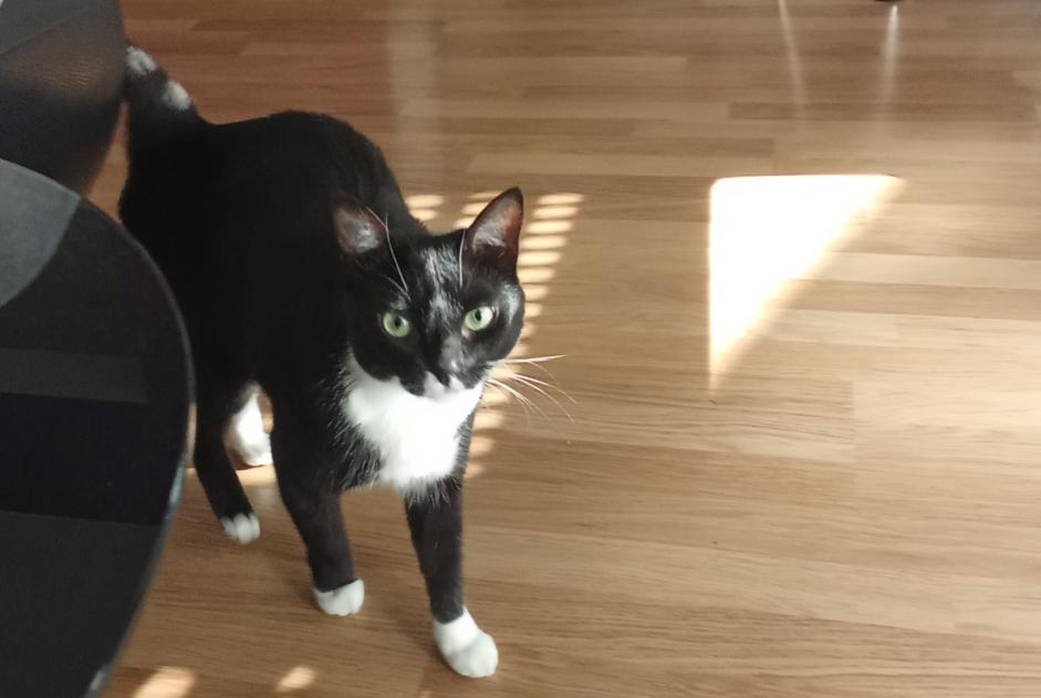 Alerta de Desaparición Gato  Hembra , 3 años Charmeil Francia