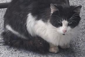 Alerta de Hallazgo Gato Hembra Morfontaine Francia