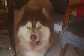 Alerta de Hallazgo Perro Desconocido Val de Chaise Francia