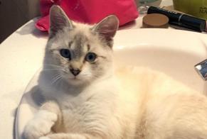 Alerta de Desaparición Gato cruce Hembra, 0 años La Châtre-Langlin Francia