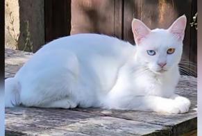 Alerta de Desaparición Gato Macho, 1 años Saint-Hostien Francia