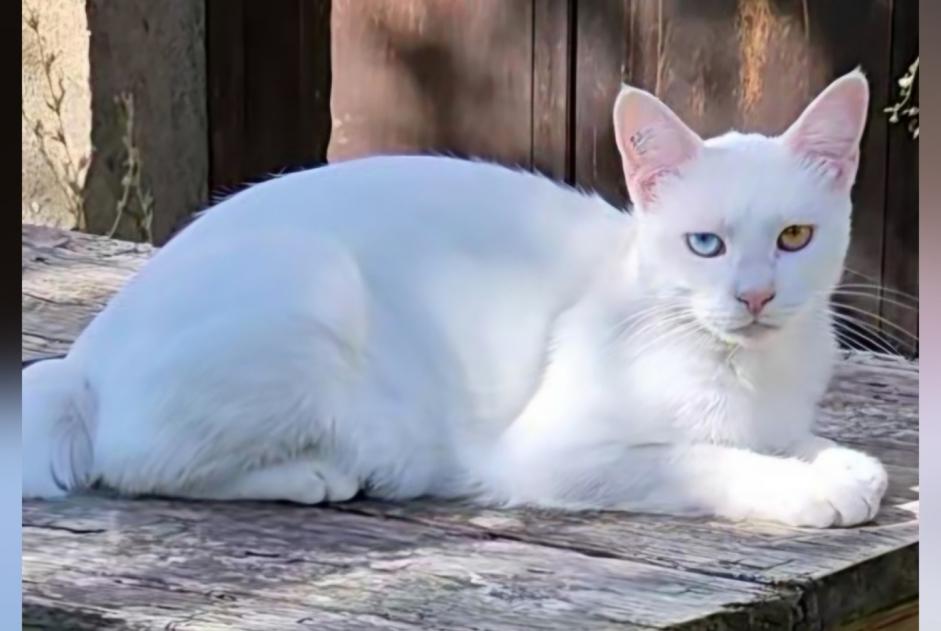 Alerta de Desaparición Gato Macho , 1 años Saint-Hostien Francia