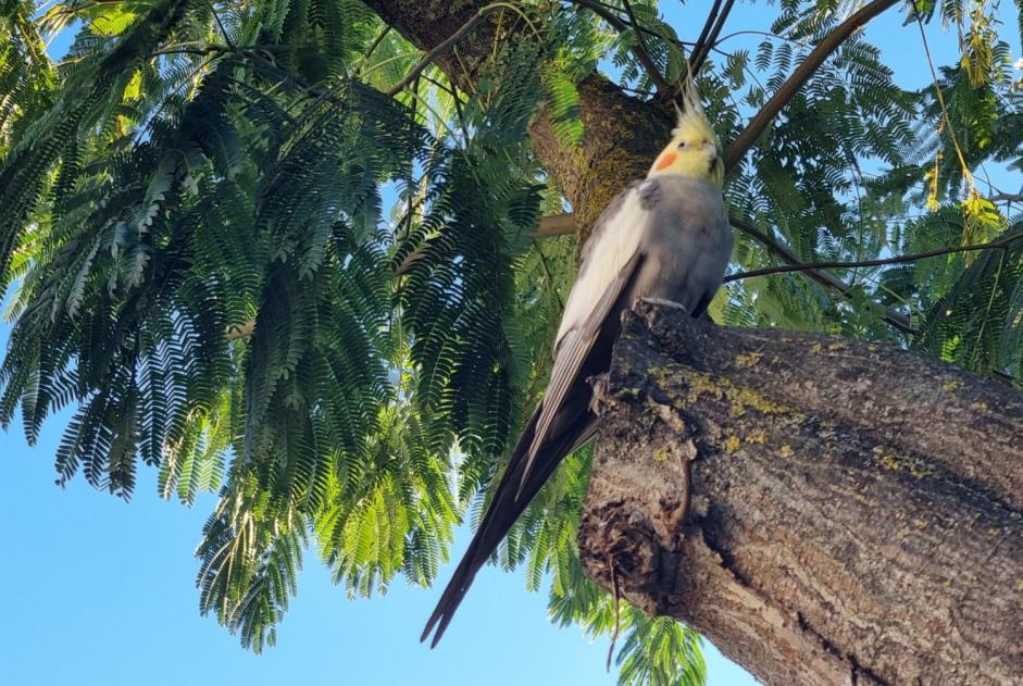 Alerta de Hallazgo Pájaro Desconocido Sainte-Marie-la-Mer Francia