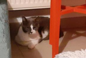 Alerta de Hallazgo Gato Macho, 4 años Quernes Francia
