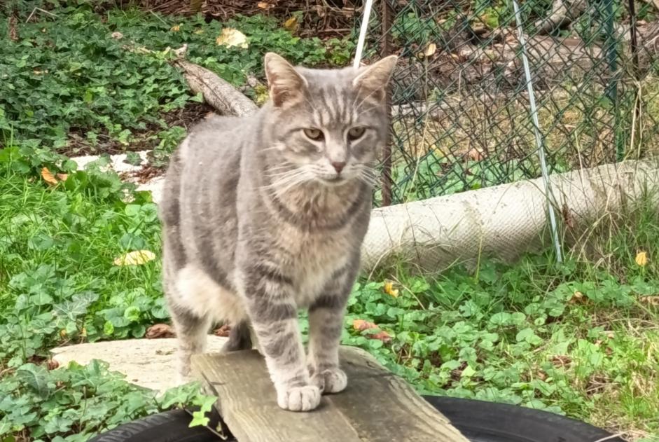 Alerta de Hallazgo Gato Desconocido Saint-Amand-les-Eaux Francia