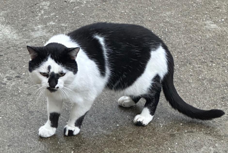 Alerta de Hallazgo Gato Desconocido Herbignac Francia