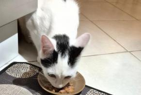 Alerta de Desaparición Gato Hembra, 1 años Louviers Francia