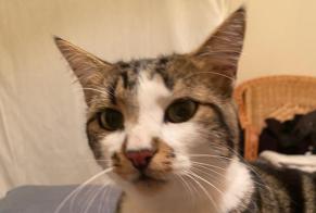 Alerta de Desaparición Gato Macho, 3 años Léognan Francia