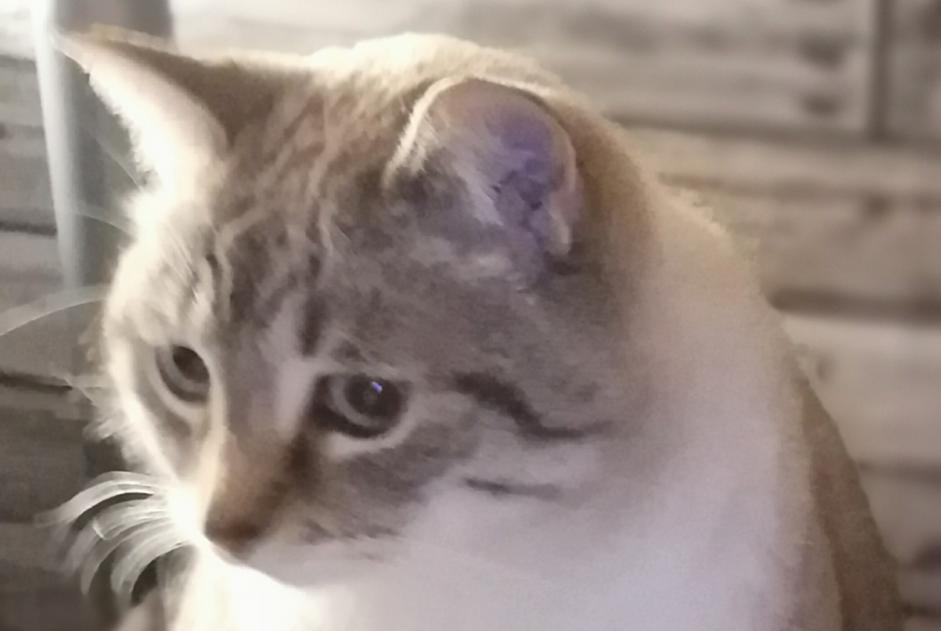 Alerta de Desaparición Gato cruce Hembra , 10 años Pouzauges Francia