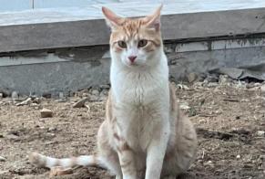Alerta de Desaparición Gato Macho, 2 años Malakoff Francia