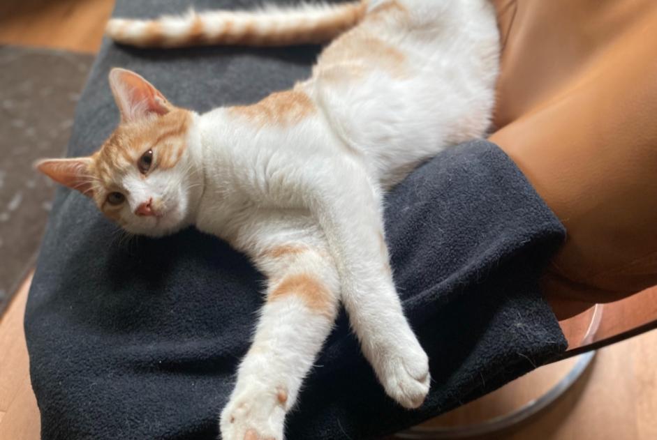 Alerta de Desaparición Gato  Macho , 2 años Malakoff Francia