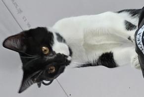Alerta de Desaparición Gato cruce Macho, 0 años Flancourt-Crescy-en-Roumois Francia