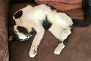 Alerta de Desaparición Gato cruce Macho, 0 años Flancourt-Crescy-en-Roumois Francia