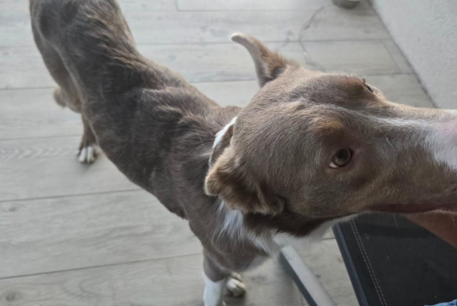 Alerta de Hallazgo Perro Macho Triors Francia