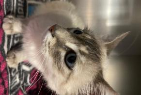Alerta de Hallazgo Gato Macho, 3 años Cenon Francia
