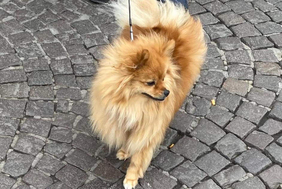 Alerta de Desaparición Perro  Hembra , 2 años Mont-Saint-Aignan Francia