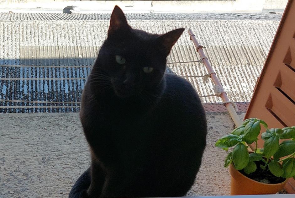 Alerta de Desaparición Gato cruce Macho , 9 años Menneval Francia