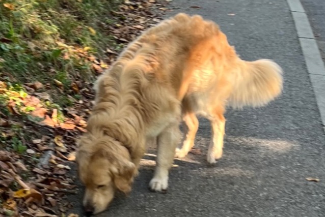 Alerta de Hallazgo Perro  Desconocido Bonne Francia