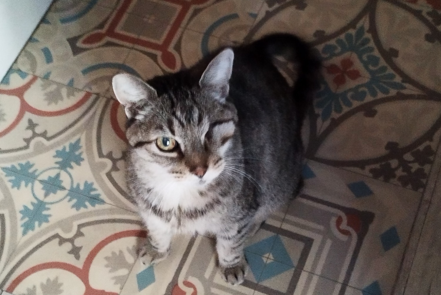 Alerta de Desaparición Gato Hembra, 13 años Paris Francia